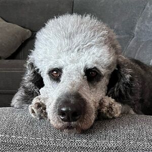 Meet your Posher, Deborah